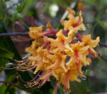 Orange azalea